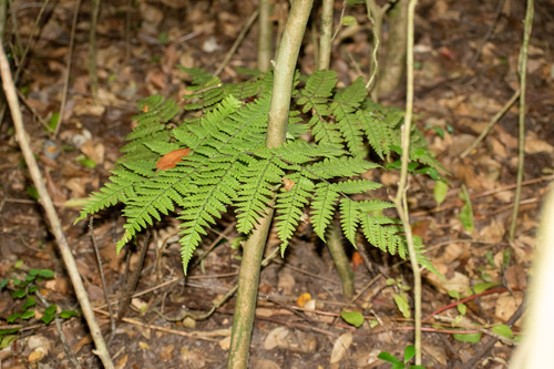 Megalastrum spectabile, photograph 3