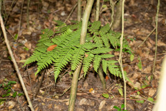 Megalastrum spectabile, photograph (c) Ezequiel Racker, some rights reserved (CC BY)