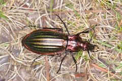 Carabus lineatus lateralis