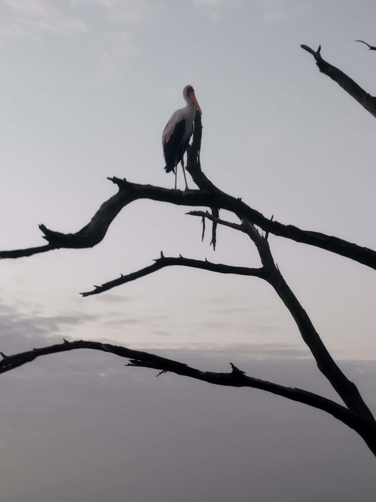 Yellow-billed Stork (Mycteria ibis), photo 2