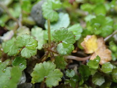 Hydrocotyle microphylla