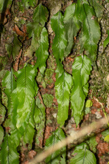 Hymenophyllum cruentum