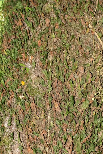 Hymenophyllum cruentum, photograph 1