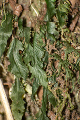 Hymenophyllum cruentum, photograph Ezequiel Racker, CC BY, iNaturalist via GBIF