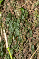Hymenophyllum cruentum, photograph Ezequiel Racker, CC BY, iNaturalist via GBIF