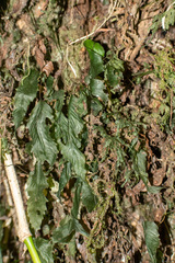 Hymenophyllum cruentum, photograph Ezequiel Racker, CC BY, iNaturalist via GBIF