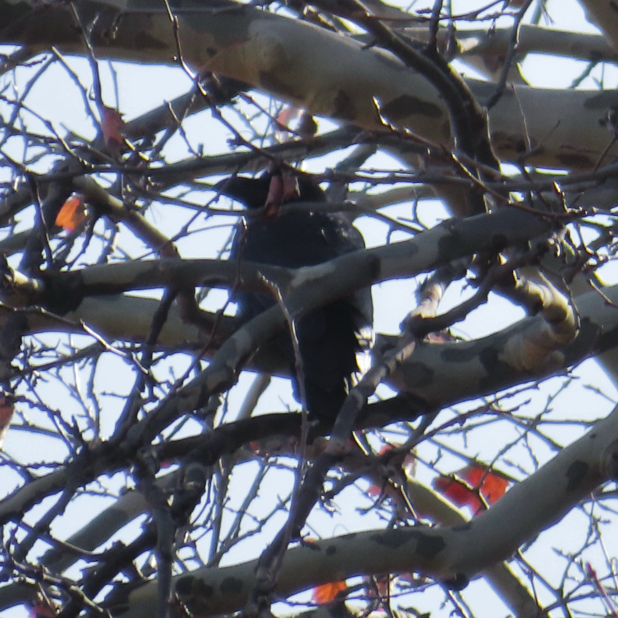 Large-billed Crow (Corvus macrorhynchos), photo 9