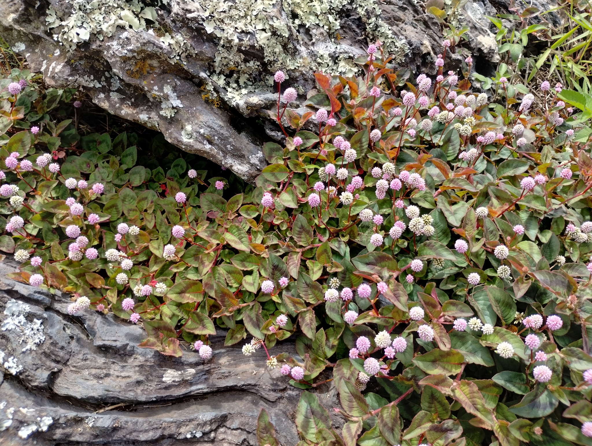 Persicaria capitata