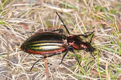 Carabus lineatus lateralis
