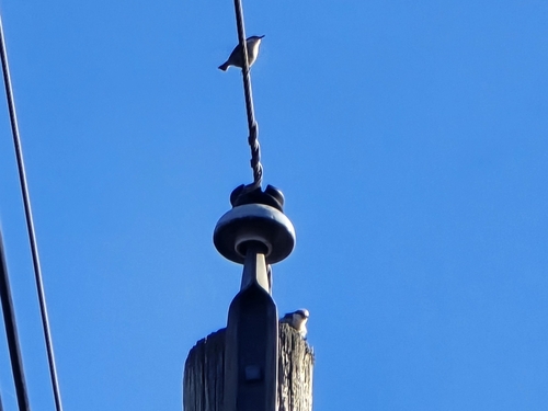 Brown-headed Nuthatch (Sitta pusilla), photo 8
