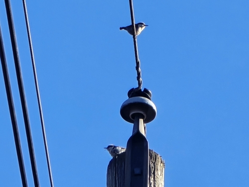 Brown-headed Nuthatch (Sitta pusilla), photo 9