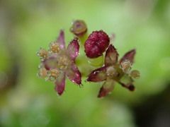 Hydrocotyle microphylla