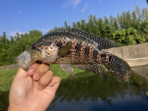Aztec cichlid (Parachromis managuensis) — Cichlidae — 2