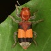 Enoclerus ichneumoneus - Photo (c) skitterbug,  זכויות יוצרים חלקיות (CC BY), uploaded by skitterbug