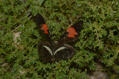Heliconius erato