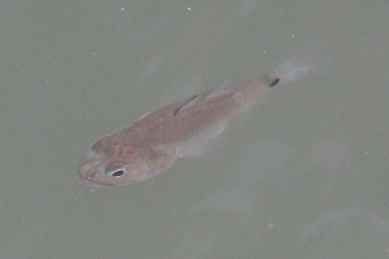 Hump-Backed Cardinalfish photo 8