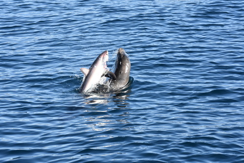 California sea lion