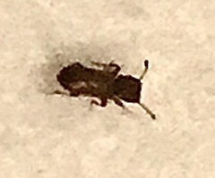 Cathartus quadricollis