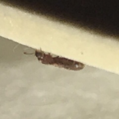 Cathartus quadricollis