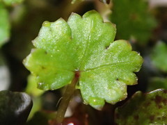 Hydrocotyle microphylla