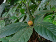 Duroia costaricensis