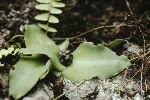 Chlorophytum pusillum