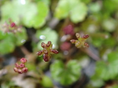 Hydrocotyle microphylla