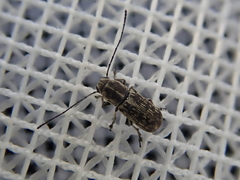Euciodes suturalis