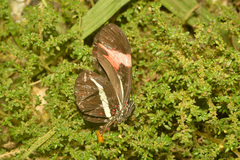 Heliconius erato