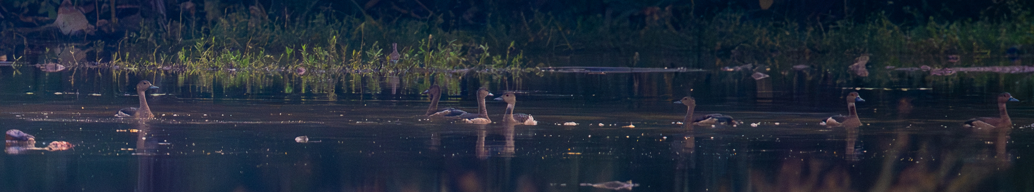 Lesser Whistling Duck (Dendrocygna javanica), photo 1