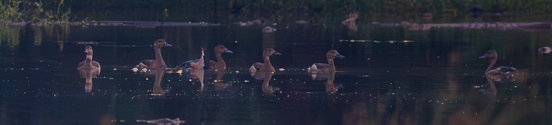 Lesser Whistling Duck (Dendrocygna javanica), photo 2