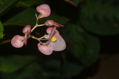 Begonia cucullata