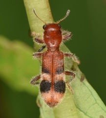 Enoclerus rosmarus