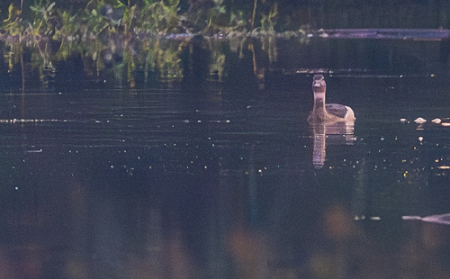 Lesser Whistling Duck (Dendrocygna javanica), photo 7