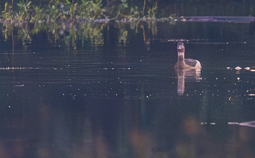Lesser Whistling Duck (Dendrocygna javanica), photo 3