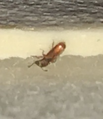 Cathartus quadricollis