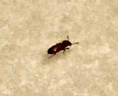 Cathartus quadricollis