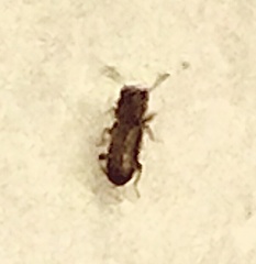 Cathartus quadricollis