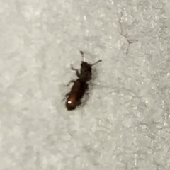 Cathartus quadricollis