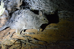 Banded Hare-Wallaby photo 3