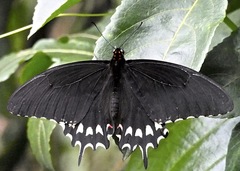 Papilio erostratus image