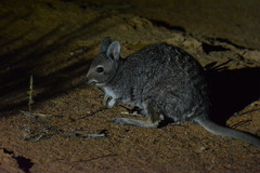 Banded Hare-Wallaby photo 2