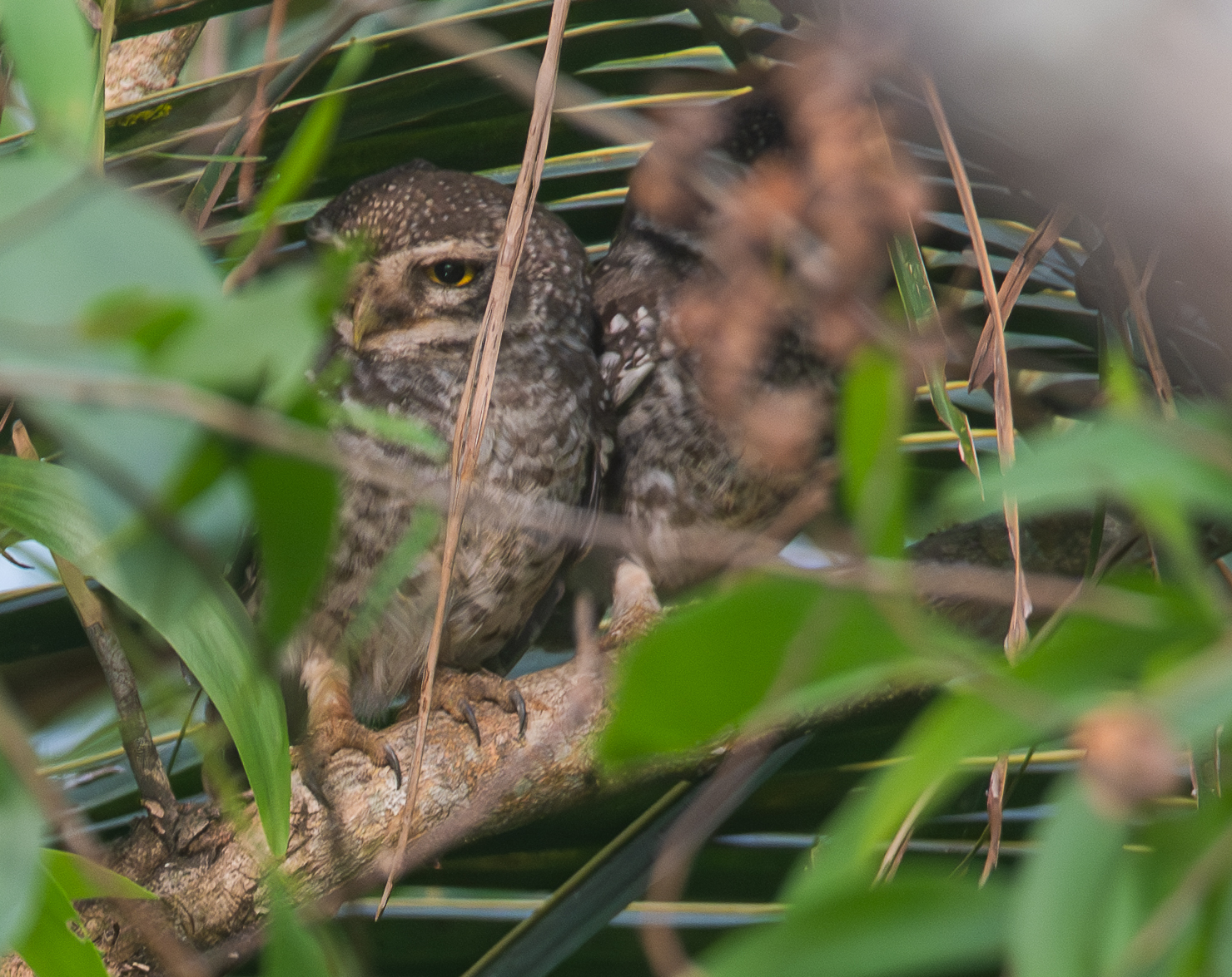 Spotted Owlet (Athene brama), photo 1