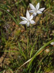 Hesperantha cucullata