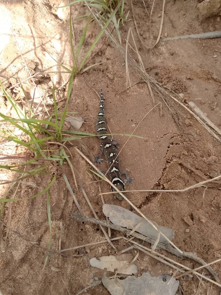 Katanga Thick-Toed Gecko