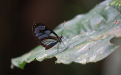 Ithomia hyala