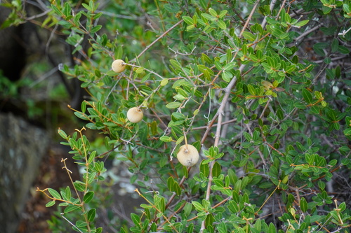 Wild Apricot (Ancylobothrys capensis)