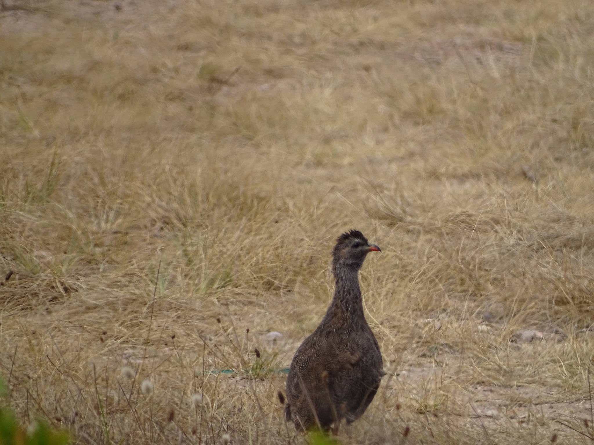 Cape Spurfowl (Pternistis capensis), photo 2