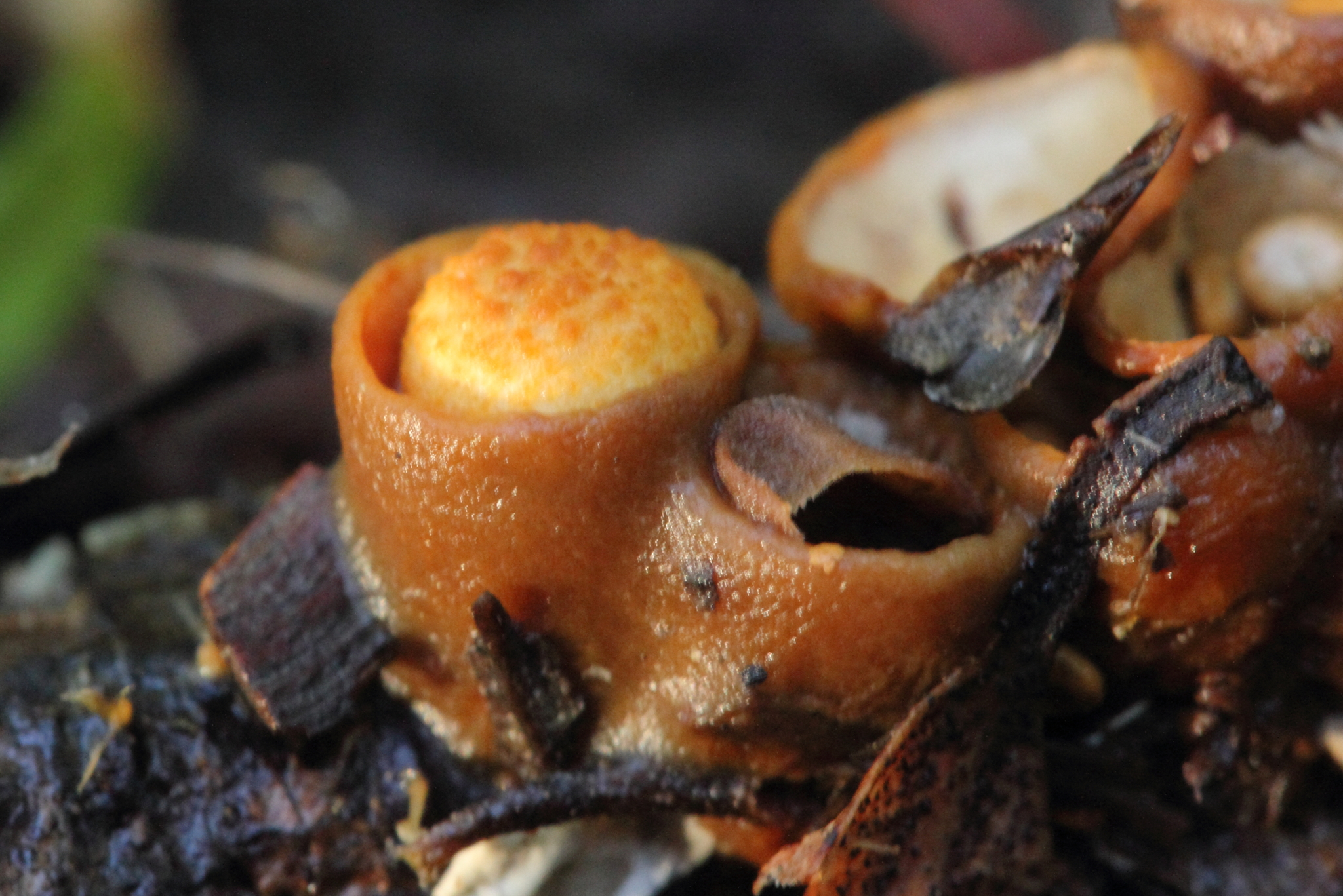 Crucibulum crucibuliforme image