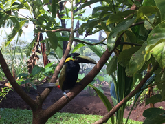 Selenidera spectabilis